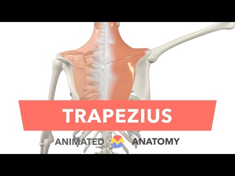 Trapezius - Animated Actions + Anatomy