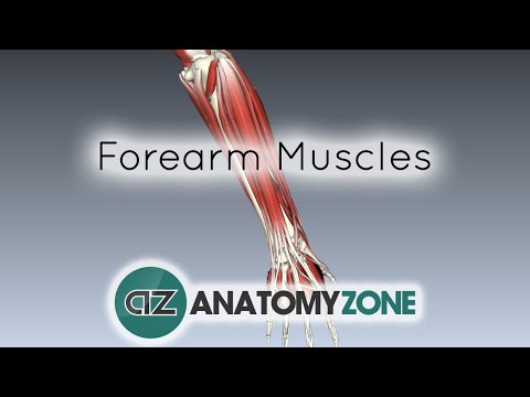 Forearm Muscles Part 1 - Anterior (Flexor) Compartment - Anatomy Tutorial