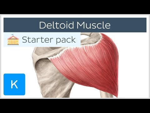 Deltoid Muscle: Origin, Insertion &amp; Action - Human Anatomy | Kenhub