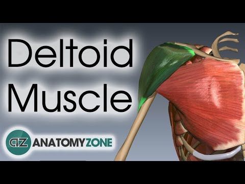 Deltoid Muscle Anatomy | AnatomyZone