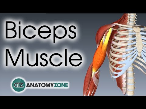 Biceps Brachii | Muscle Anatomy