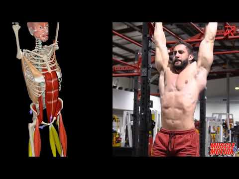 Hanging Leg Raises (Hip Flexion)