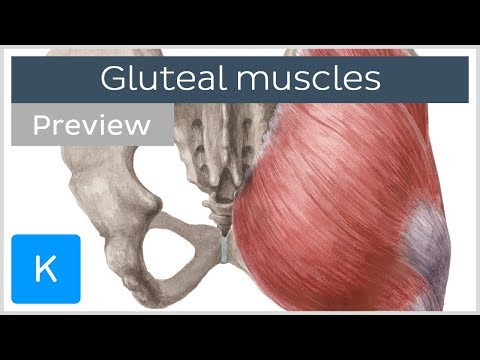 What are the Gluteal Muscles? (preview) - Human Anatomy | Kenhub