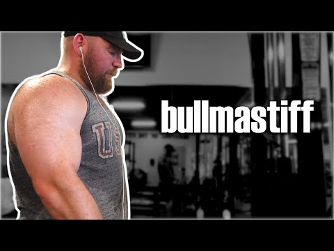 Review of My Program &quot;Bullmastiff&quot; (What the Internet Says)