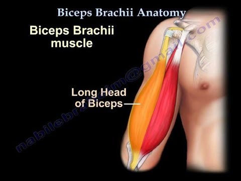 Biceps Brachii Anatomy - Everything You Need To Know - Dr. Nabil Ebraheim