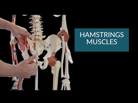 Anatomy &amp; Function of the Hamstrings Muscles