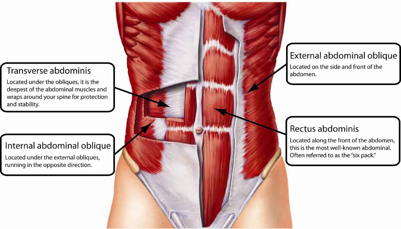 How to Strengthen Your Rectus Abdominis (6-Pack) Muscle 