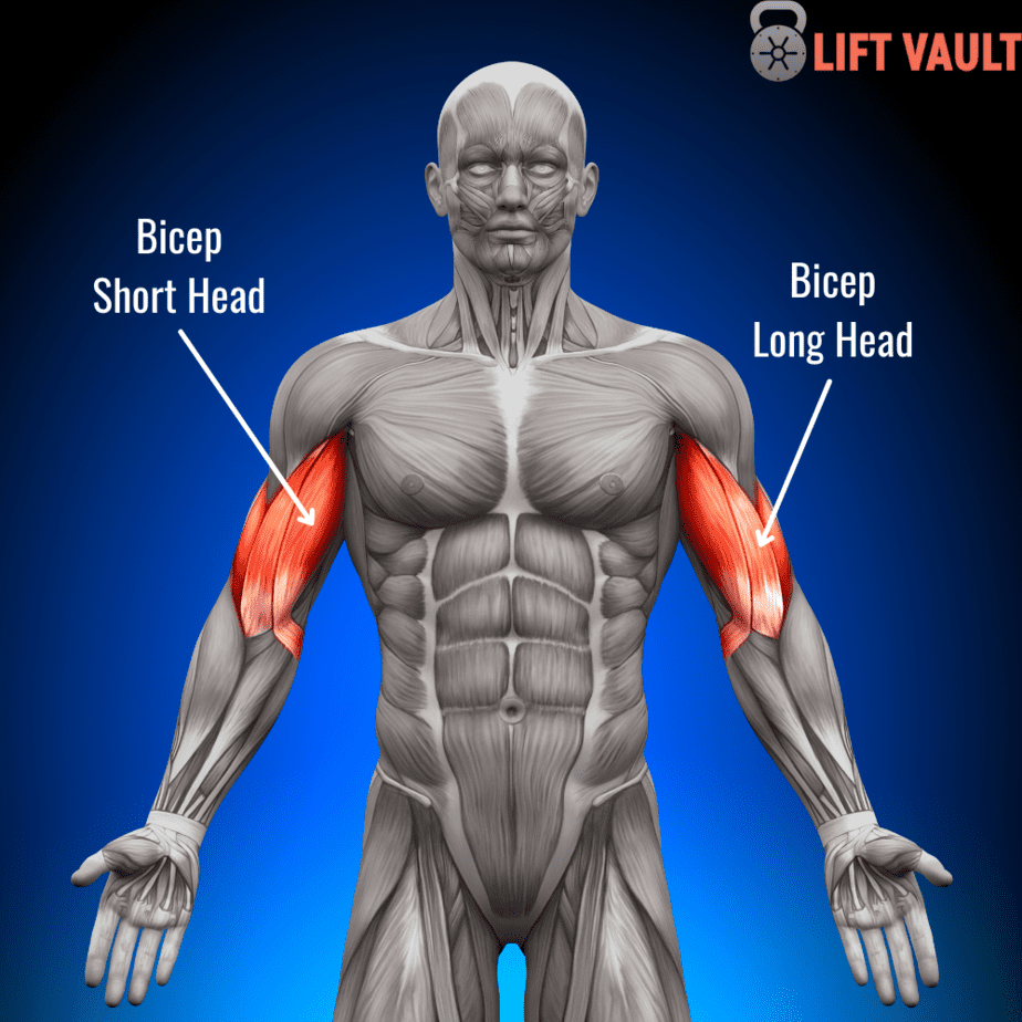 Long head short head bicep online exercises